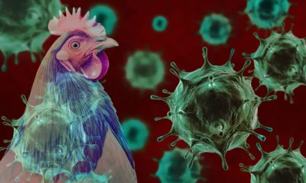 Avian Influenza Atau Flu Burung Yang Banyak Memakan Korban