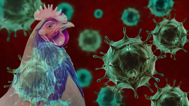 Avian Influenza Atau Flu Burung Yang Banyak Memakan Korban