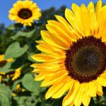 Tanaman Berbunga Yang Sangat Di Kenal Banyak Orang