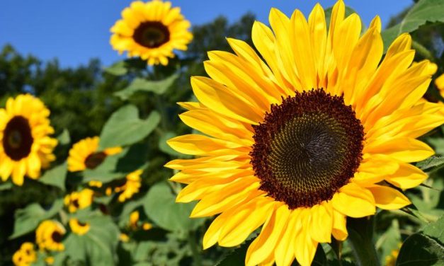 Tanaman Berbunga Yang Sangat Di Kenal Banyak Orang