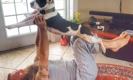Senam Anjing Atau Dog Yoga Yang Melakukannya Dengan Hewan