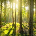 Lingkungan Bahaya Yang Ada Di Alam Liar