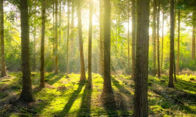 Lingkungan Bahaya Yang Ada Di Alam Liar