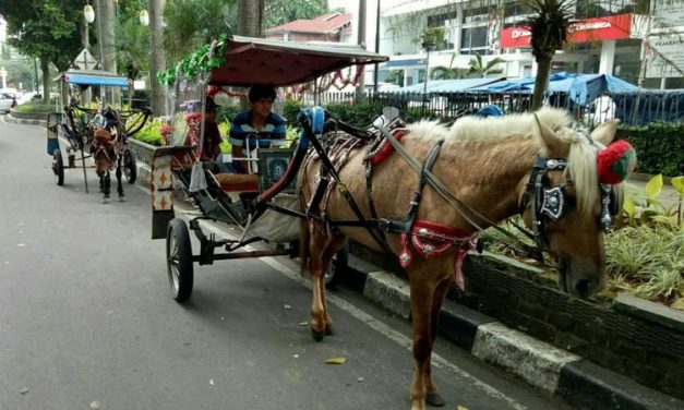 Transportasi Unik Hewan Kuda Di Sebut Sebagai Delman