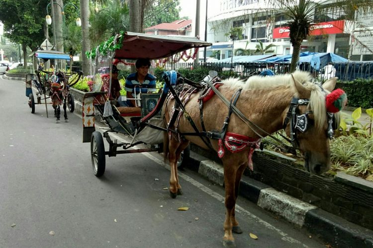 Transportasi Unik Hewan Kuda Di Sebut Sebagai Delman