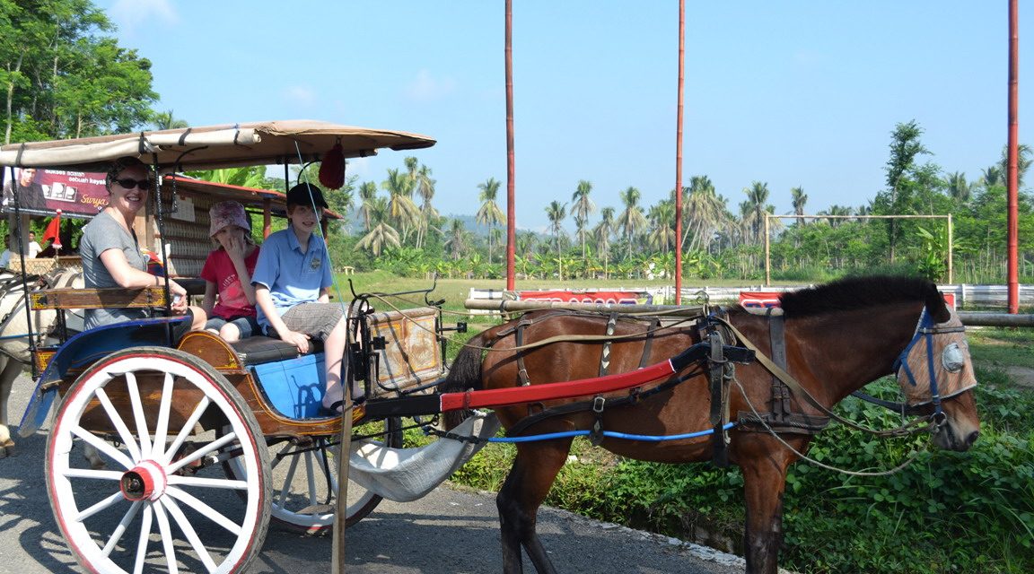 Transportasi Tradisional Delman Dengan Hewan Kuda