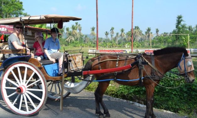 Transportasi Tradisional Delman Dengan Hewan Kuda