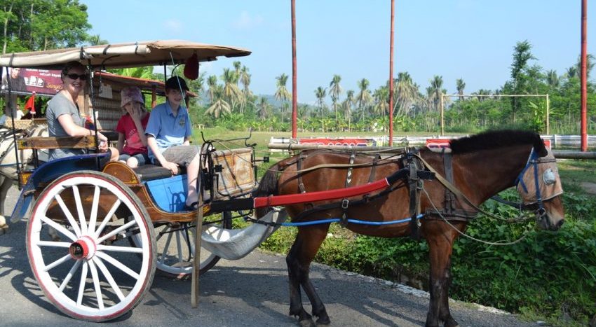 Transportasi Tradisional Delman Dengan Hewan Kuda