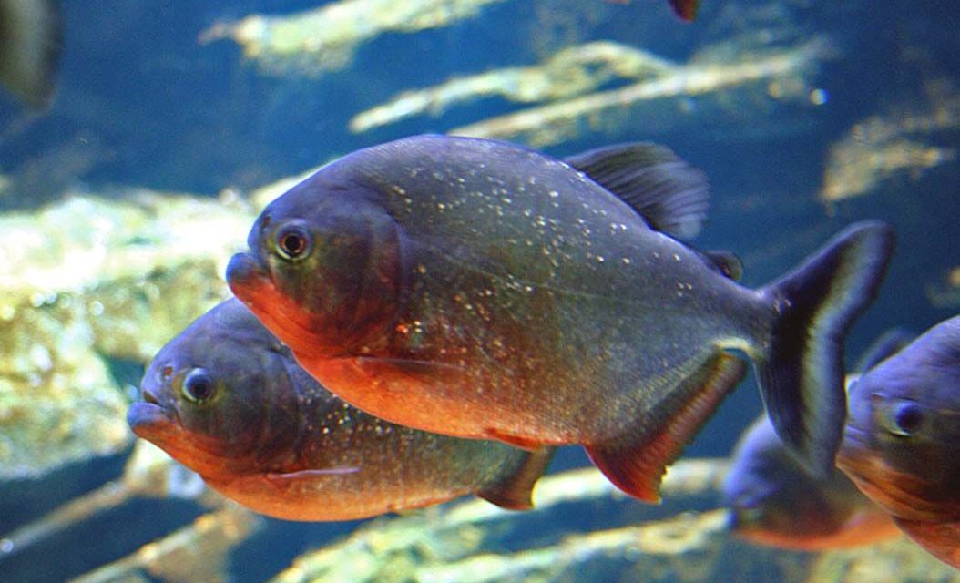 Hewan Ikan Berbahaya Piranha Dalam Film