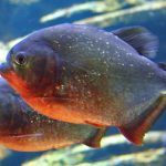Hewan Ikan Berbahaya Piranha Dalam Film