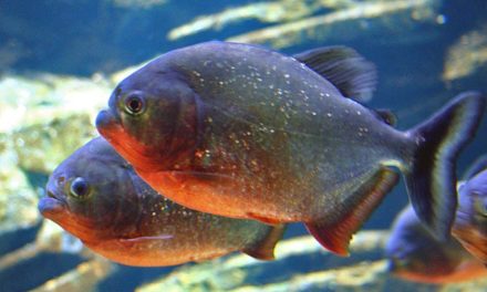 Hewan Ikan Berbahaya Piranha Dalam Film