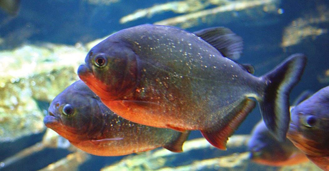 Hewan Ikan Berbahaya Piranha Dalam Film