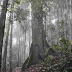 Suatu Kawasan Hutan Yang Cukup Asri Dan Alami