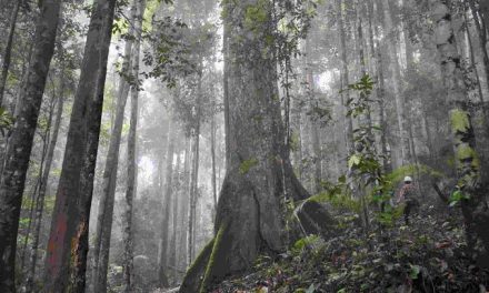 Suatu Kawasan Hutan Yang Cukup Asri Dan Alami