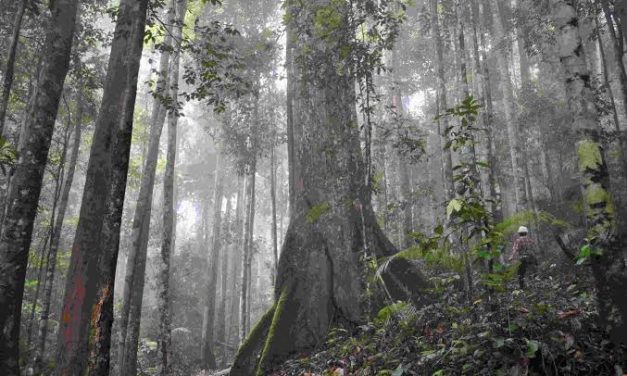 Suatu Kawasan Hutan Yang Cukup Asri Dan Alami