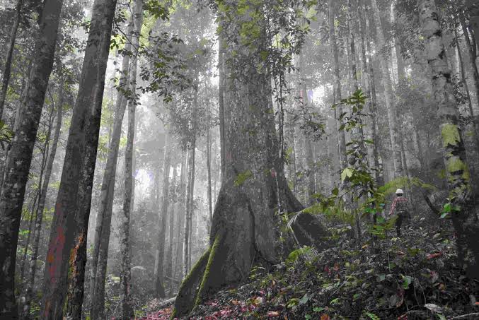 Suatu Kawasan Hutan Yang Cukup Asri Dan Alami